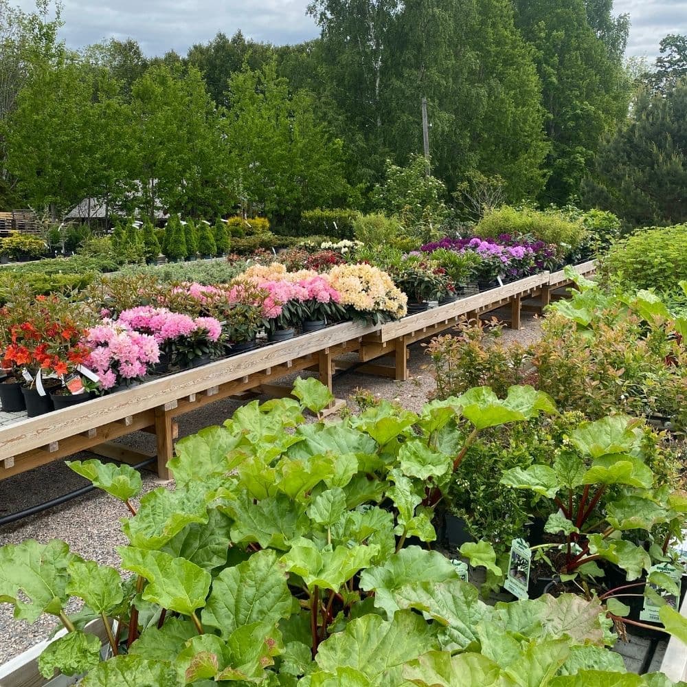 Utesalget hos Ravnsborg Gartneri med planter på benker