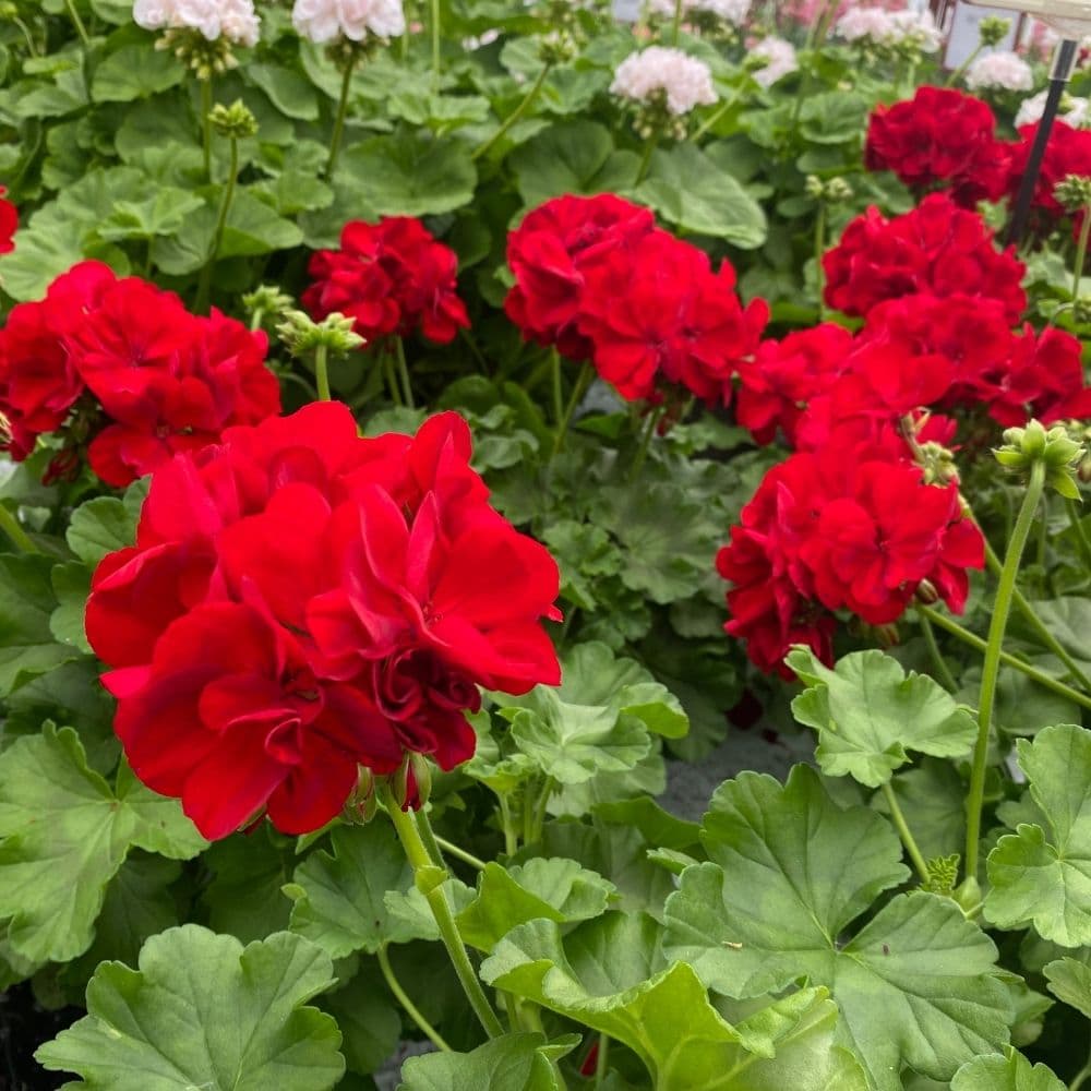 Røde pelargonier fra eget drivhus