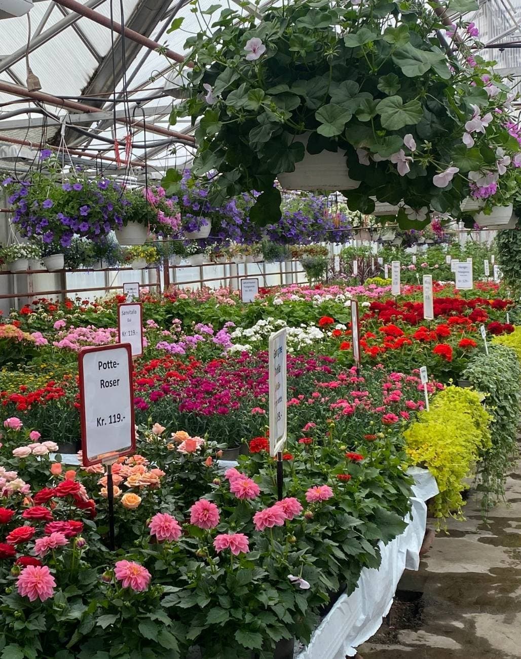 Sommerblomster i drivhuset