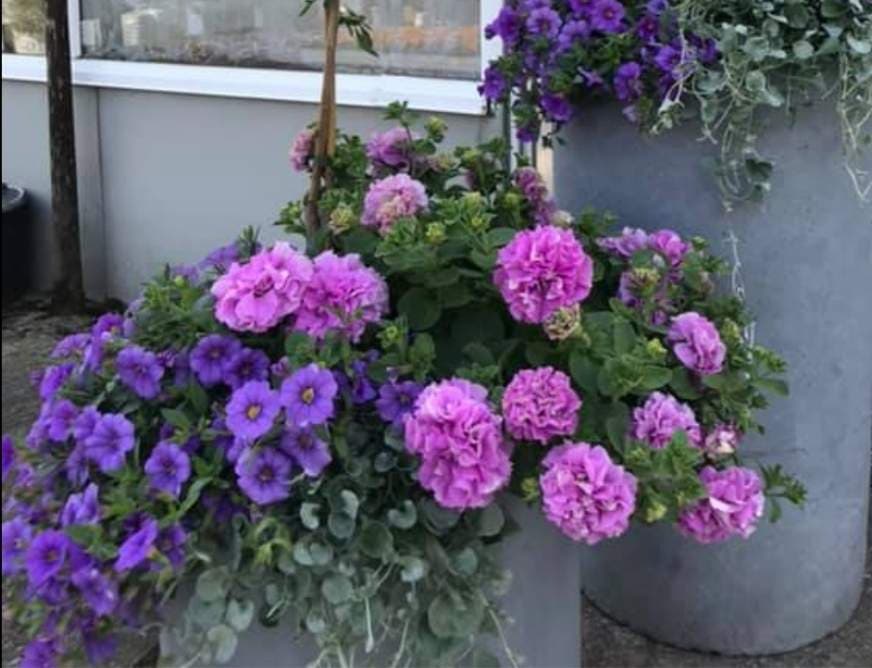 Lilla petunia i krukker